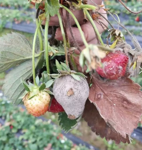 种草莓几点打灰霉病药,草莓灰霉病的发病过程及防治技巧