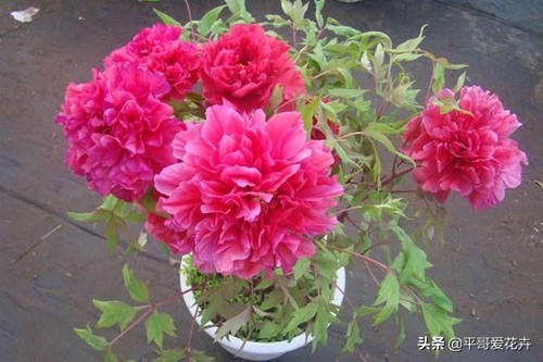 牡丹叶子萎蔫干枯怎么办,春季牡丹芽头萎蔫干枯怎么办