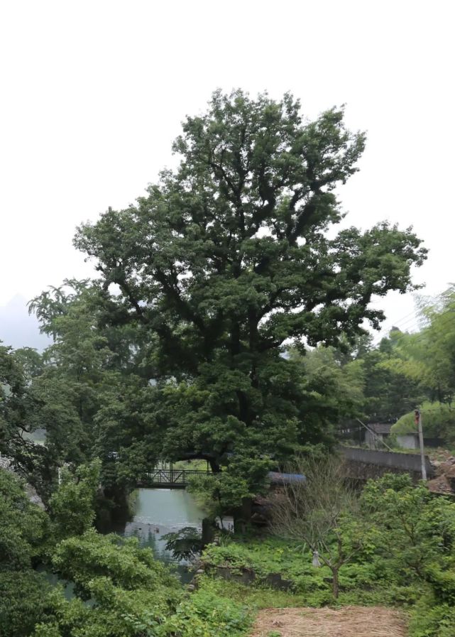 温州乐清900多岁的“树王”，长这样