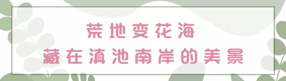 滇池边绝美花海,滇池南岸花海