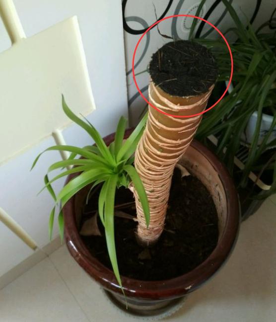 怎样能让龙血树多发杈,怎样让龙血树长侧枝