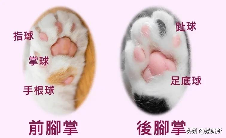 猫爪有什么隐藏的秘密,猫爪爪有哪些冷知识
