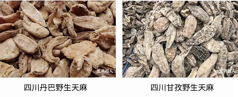 贵州道地药材天麻,道地药材天麻之乡