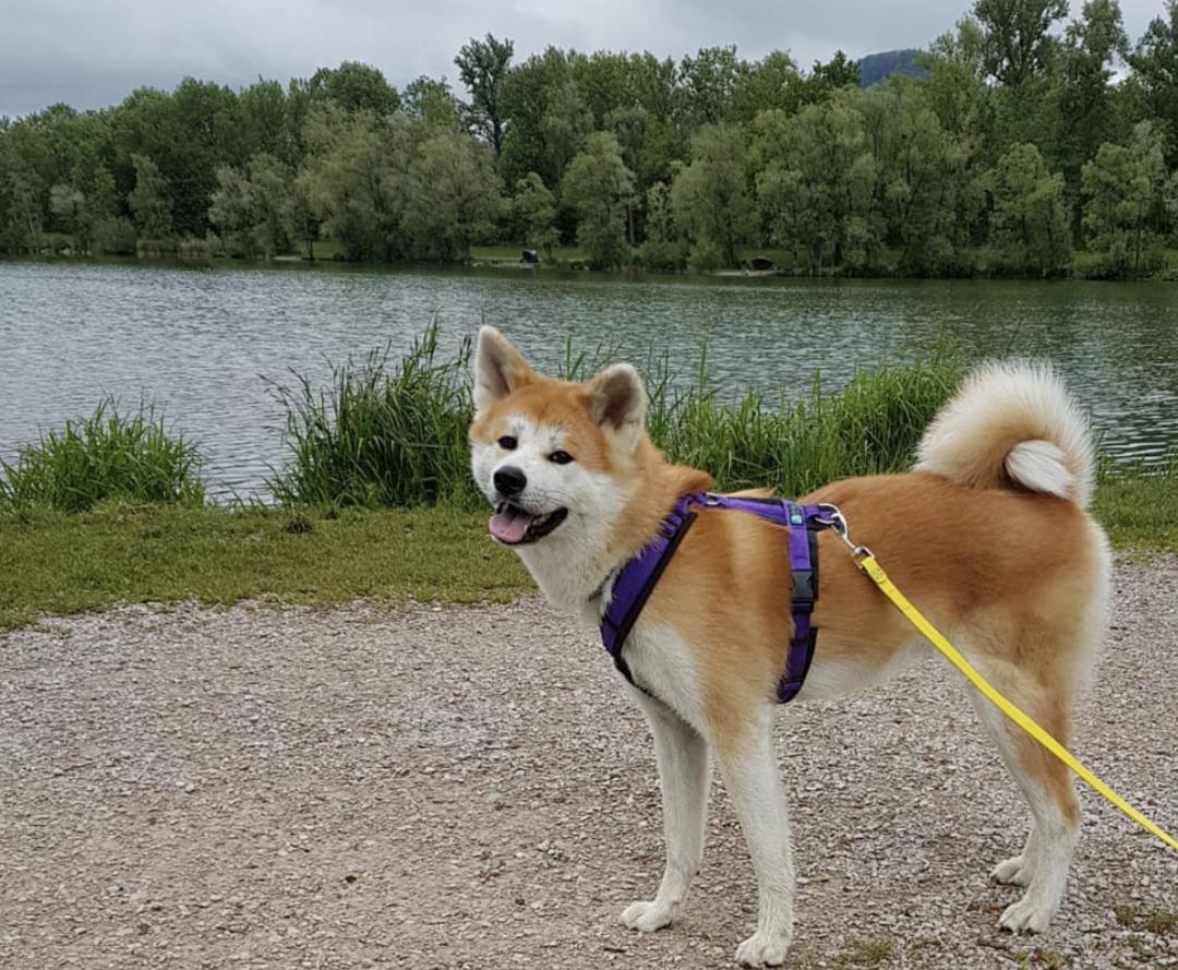 盘点二十种忠爱满世界的萌犬,萌犬系列都有啥