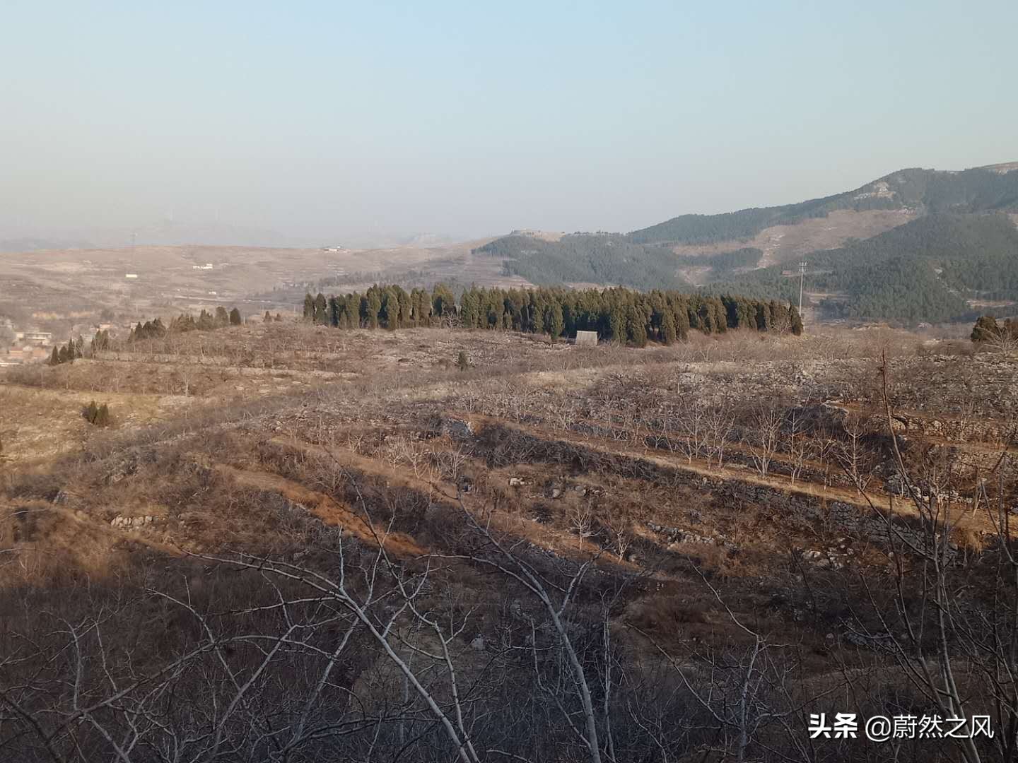 贵州农村山坡种植致富项目,丘陵地区农村创业致富的好项目