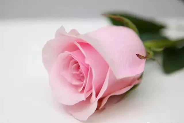 玫瑰有几种品种图片及名称,玫瑰品种分类名称及图片介绍