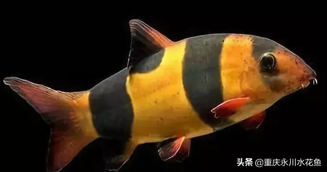 十大最好看的观赏鱼,观赏鱼100种形态