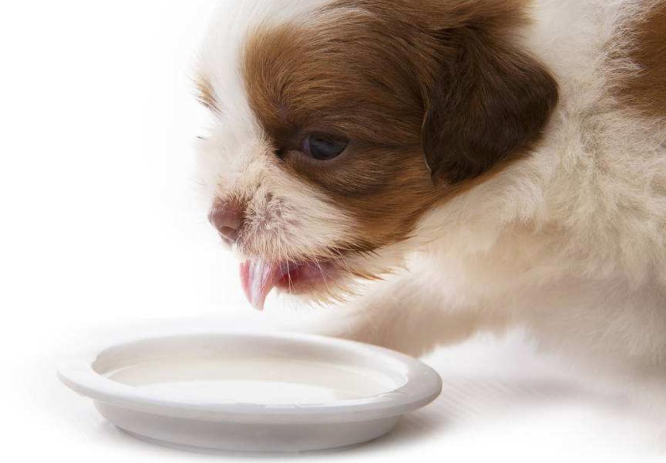 狗狗生宝宝需要注意什么,在家给狗狗接生应该注意什么