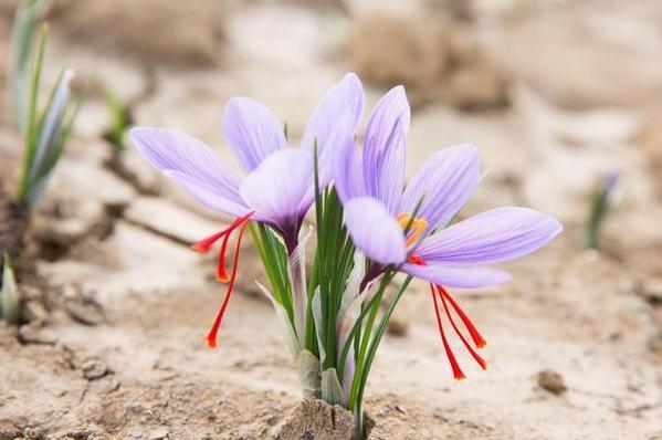 藏红花叫红桃吗,藏红花也叫西红花