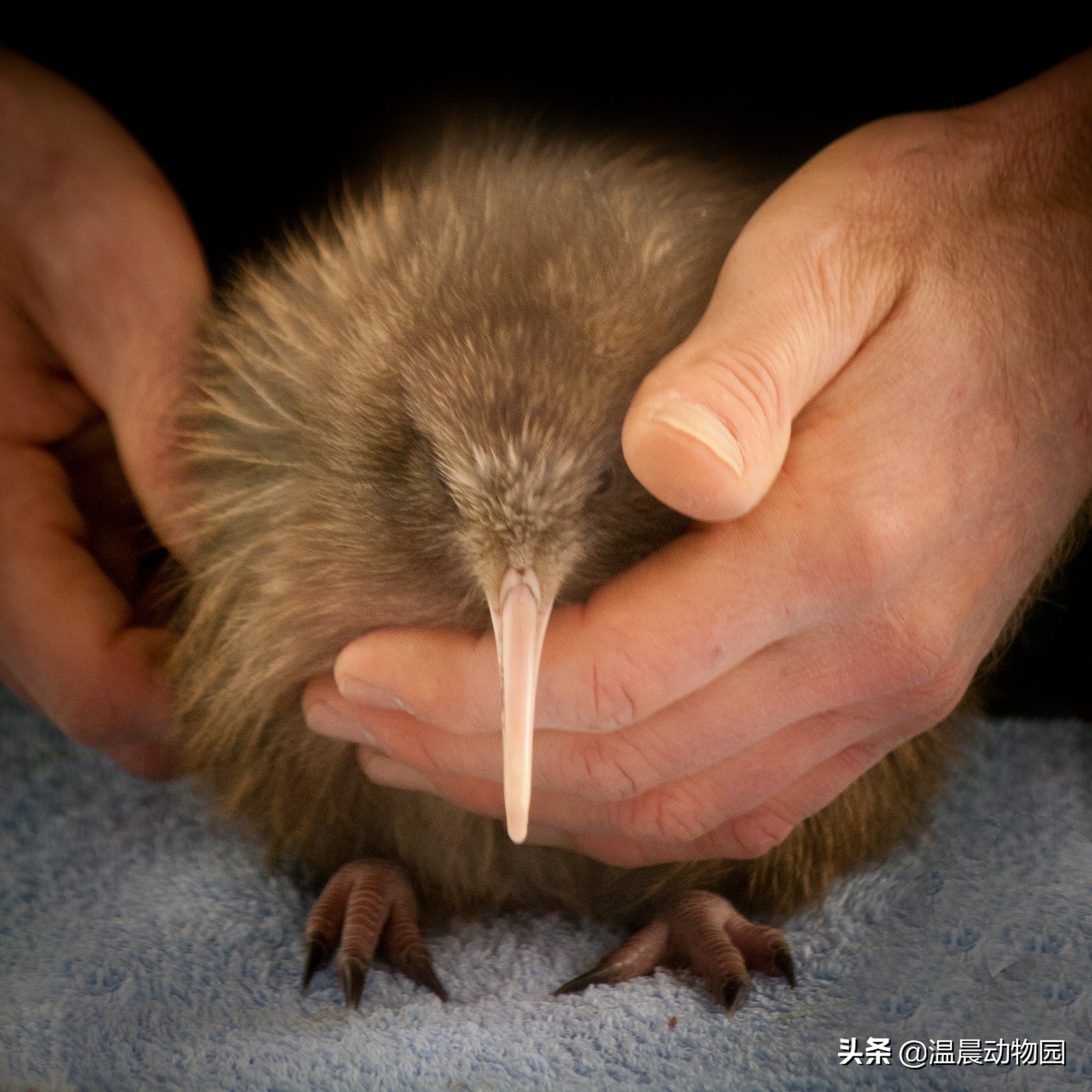 新西兰的国鸟是哪种奇特无比的鸟,为什么新西兰把几维鸟作为国鸟