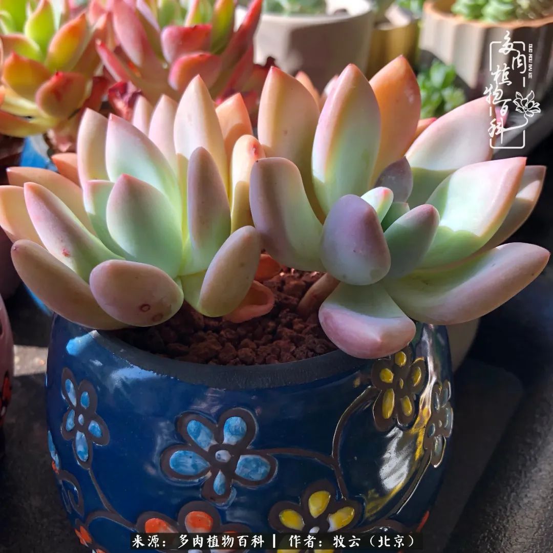 多肉植物一样的生机勃勃,多肉生活充满诗意