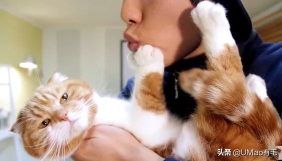 铲屎官别怕猫咪来保护你,猫咪对铲屎官的占有欲