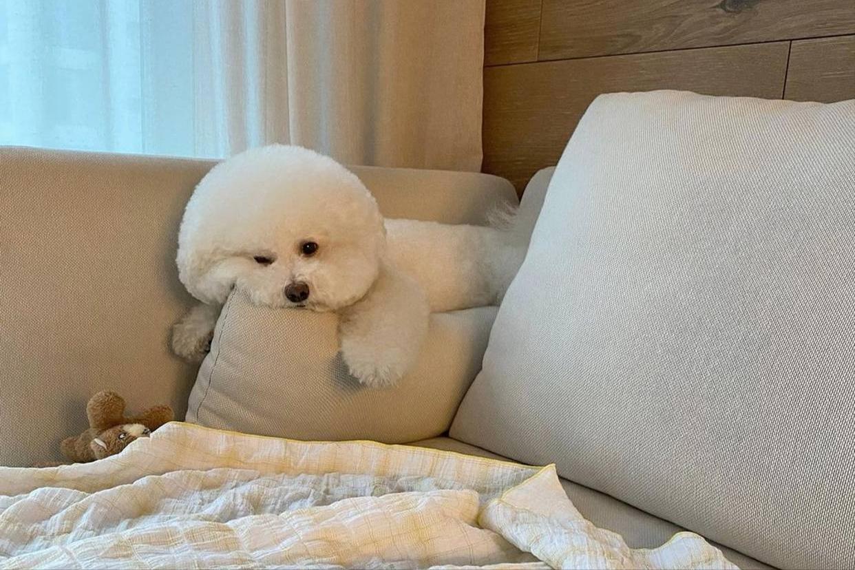 比熊犬怎么养毛发更白,比熊犬怎么养没有泪痕