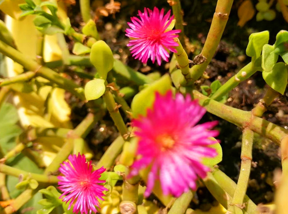 牡丹吊兰开花是什么原因,牡丹吊兰开花时需要什么肥