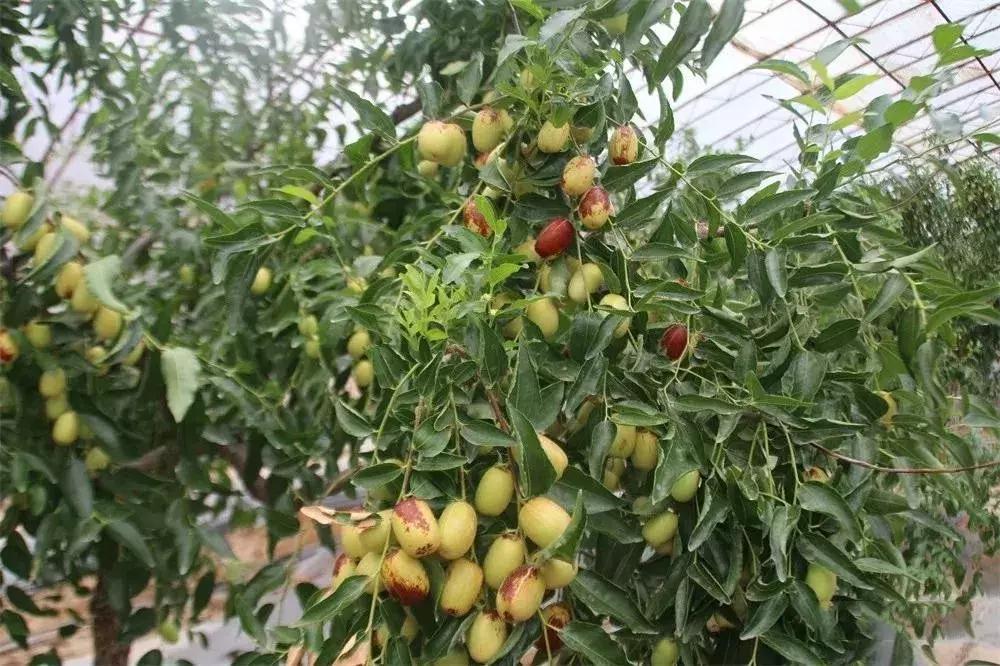 如何使红枣变得又大又红,延川红枣