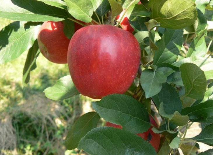 苹果树的生长条件及高效栽培技术,怎样学习苹果树种植与管理知识