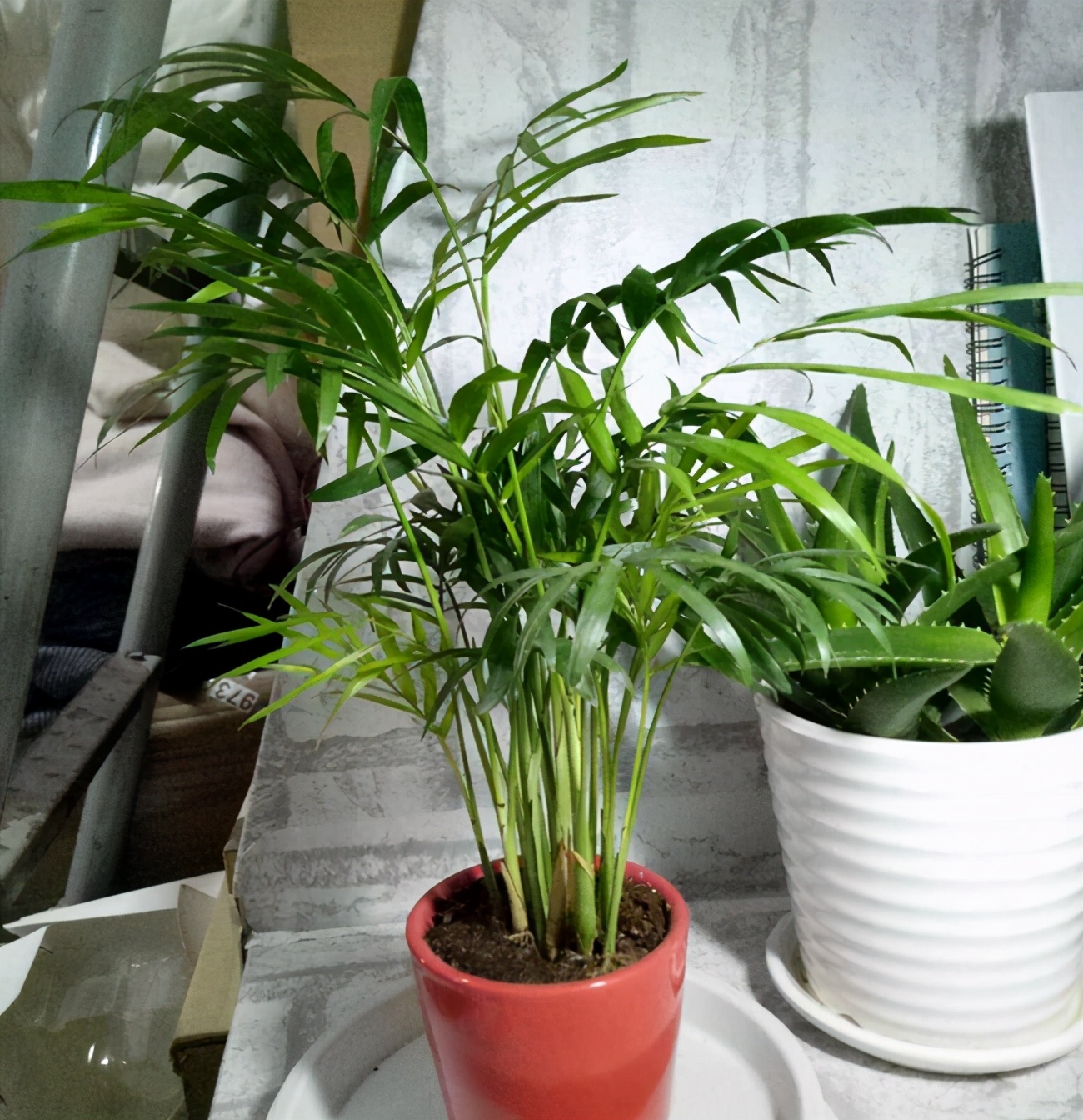 袖珍椰子客厅绿植怎么养,袖珍椰子在家里养有什么好处