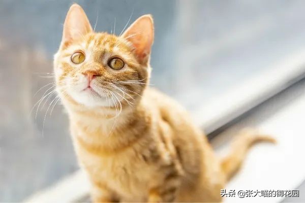 不让猫咪生一窝就是惨无人道，喵生不完整？绝育或繁育，你怎么选