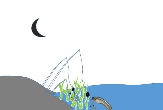 生性凶猛被人误认为是黑鱼，药用价值高但长的慢，详解钓七星鱼