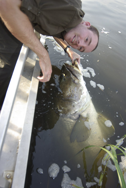 非洲维多利亚湖中泛滥的尼罗河鲈鱼都胖成球了,真的太嚣张了