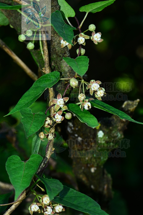 托腰散,托腰散的功效