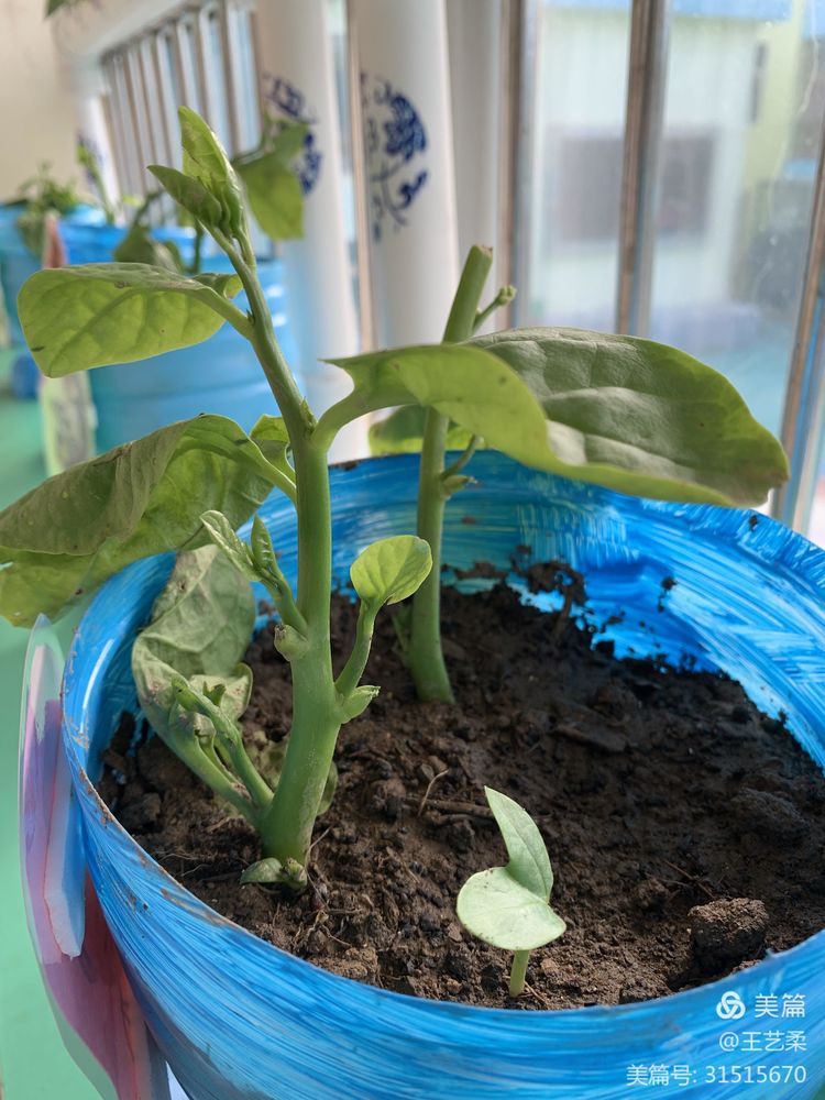 幼儿园自然角全景创设,幼儿园自然角的创设介绍