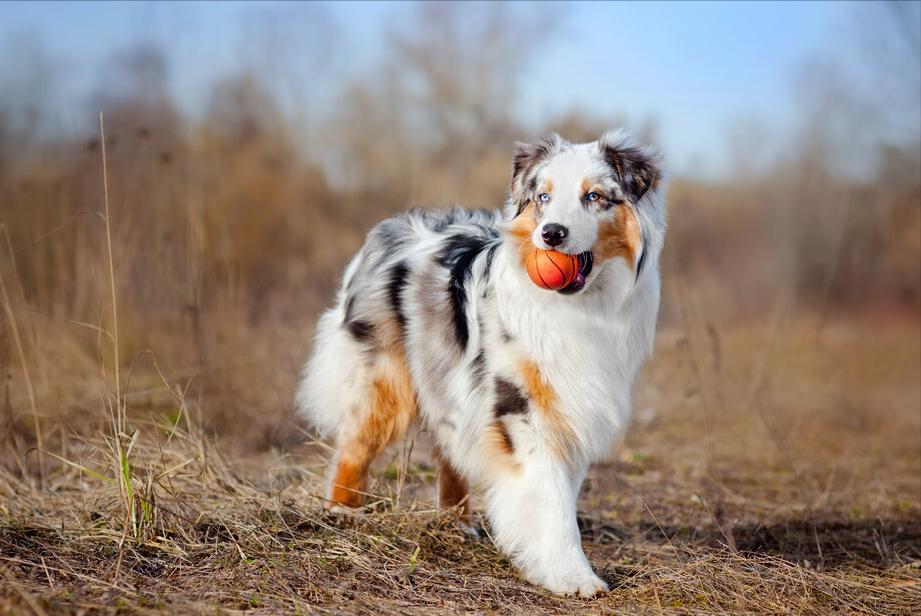 为啥不是所有的狗都适合当警犬,为什么大部分的狗不适合当警犬