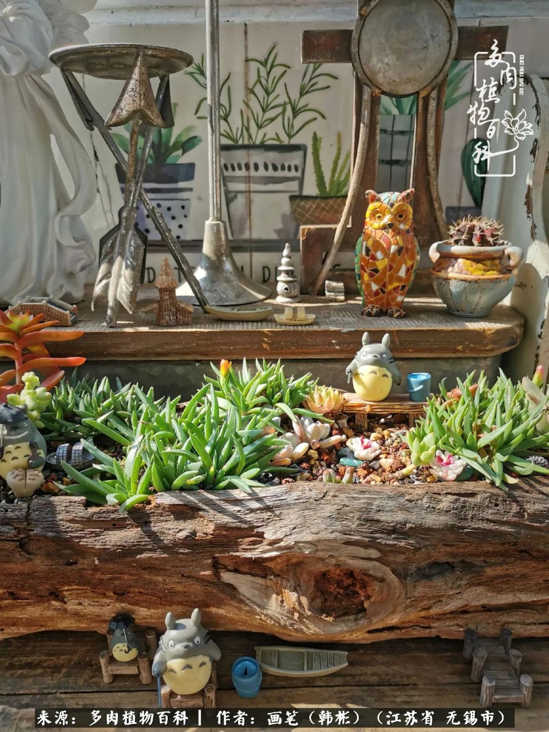 阳台多肉花园简直美翻了,适合男生养的多肉