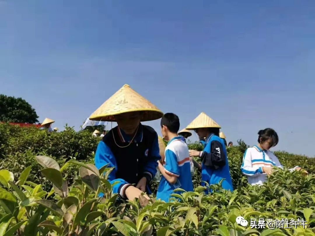 鹤山双好茶韵农耕研学基地值不值,江门茶文化研学基地