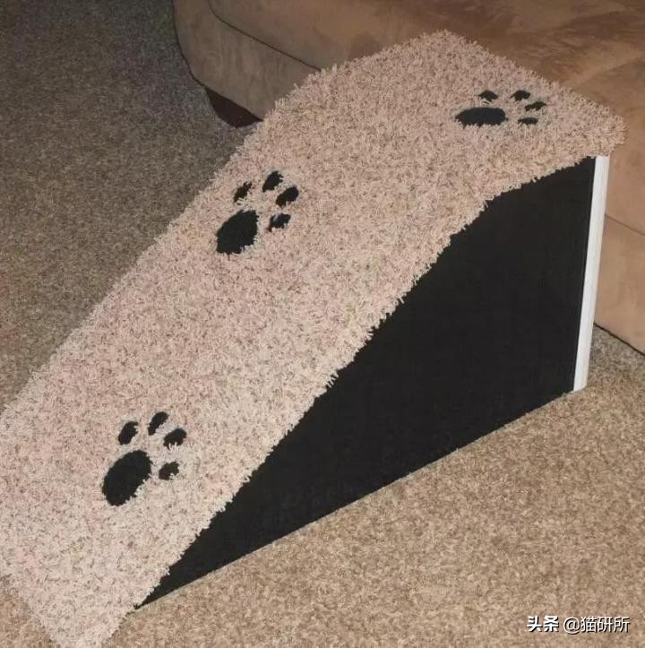 好好的猫咪突然瘸了是怎么回事,好好的猫突然掉了