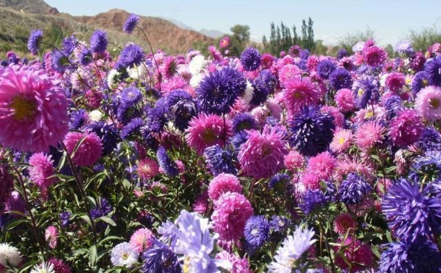 盆栽翠菊花的养殖方法,花卉翠兰盆栽怎么养护