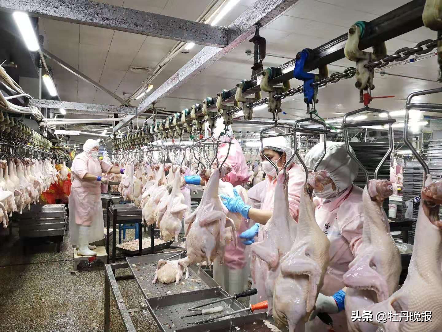 成武企业呱呱鸭抗疫复工顶呱呱