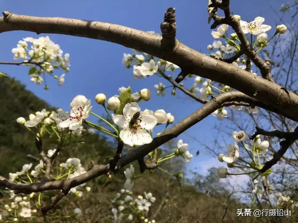 春游|五府山踏青蜜蜂谷