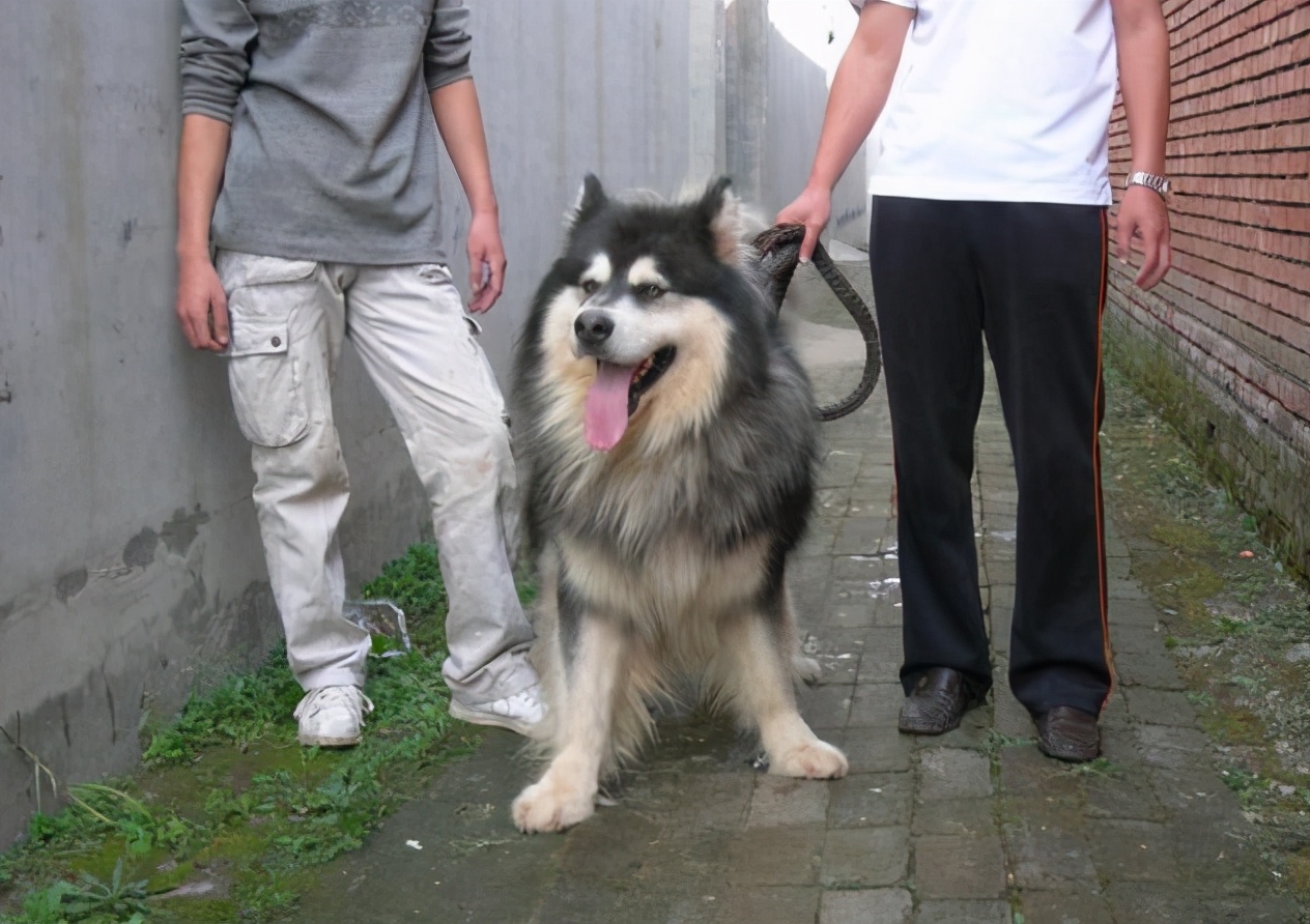 训狗新手教程,新手训狗全套教程阿拉斯加熊版