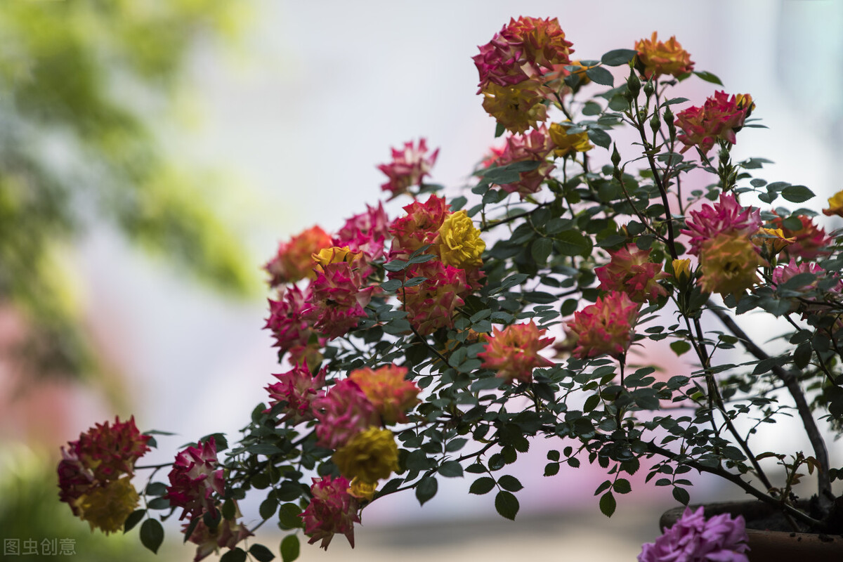 都说它们是“花园三宝”，我却觉得是“花园三坑”，你觉得呢