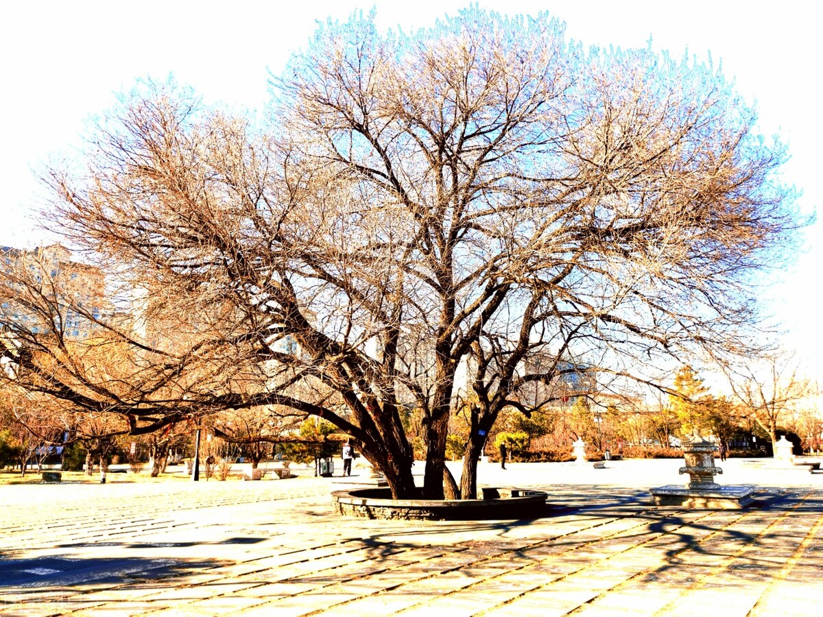 初中语文古文阅读木兰诗,七年级下册文言文木兰诗对比阅读