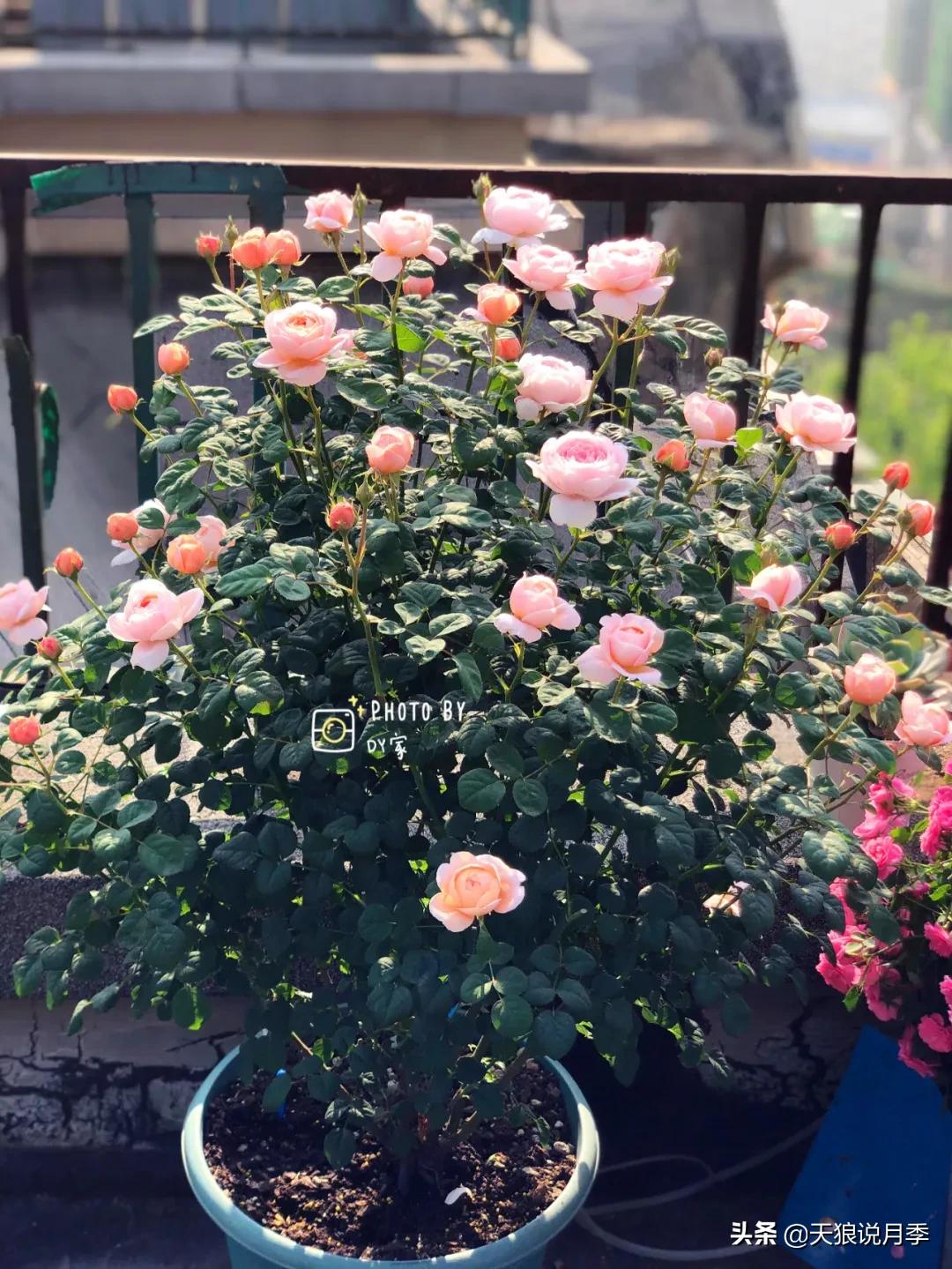 月季花是时候展现真正的技术了 (开春的第一波月季花就这么过去了)