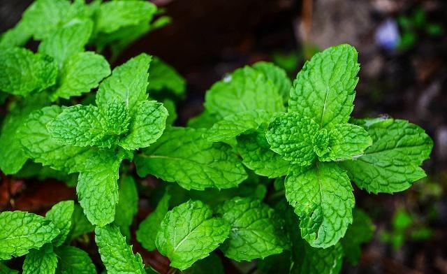 自己在家种薄荷盆栽,自己怎么在家里种植薄荷