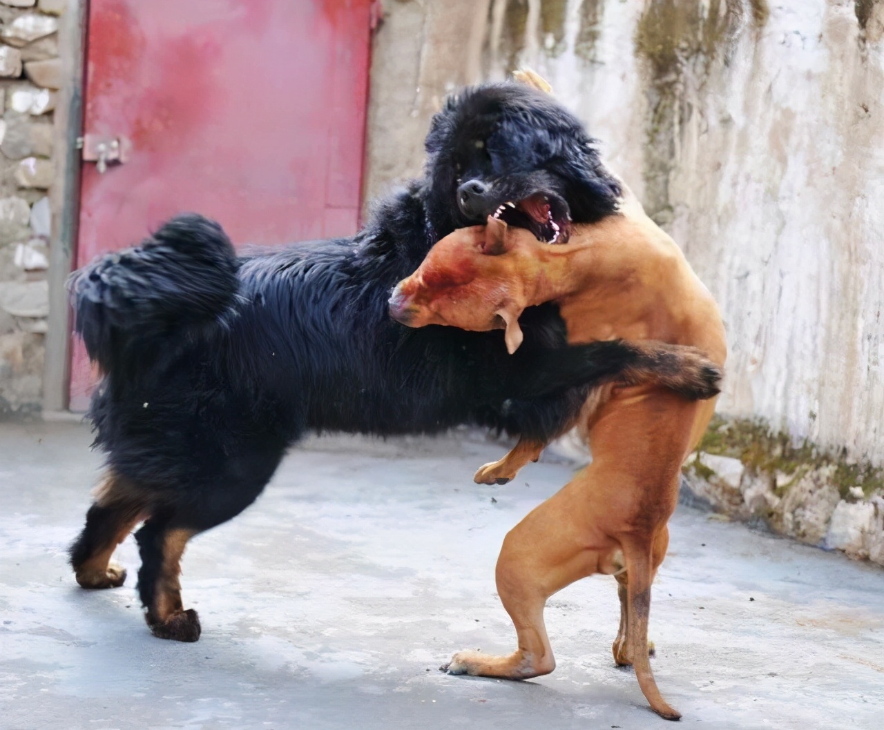 那么可爱的狗狗为什么要禁养呢,狗狗的禁养有哪些