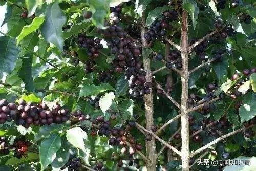 缅甸咖啡豆特点,缅甸咖啡特点