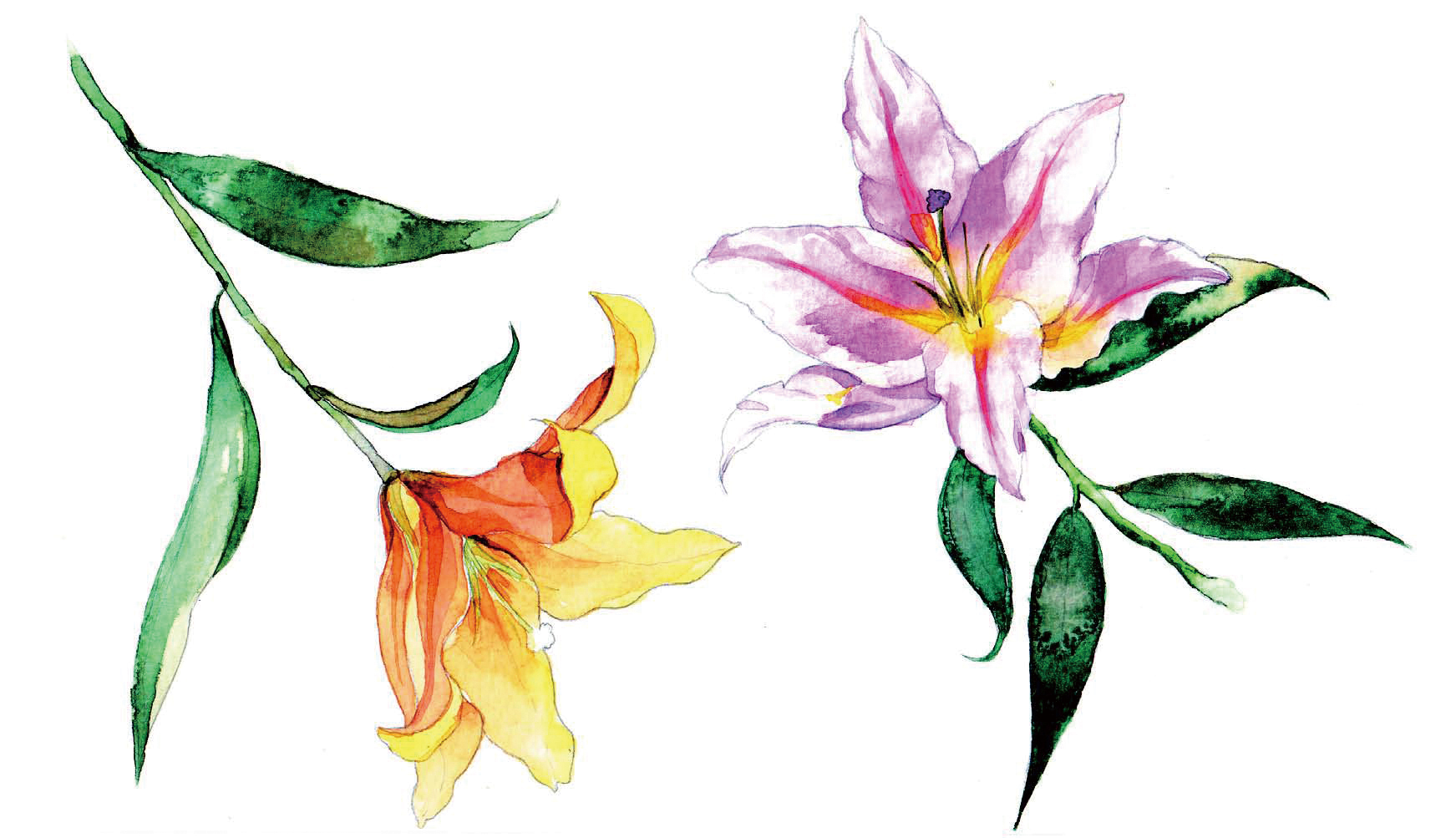 清爽又干净的水彩花卉手绘,学习水彩花卉画法步骤