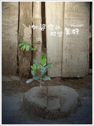 中考满分作文托物言志,中考作文之黄金五原则