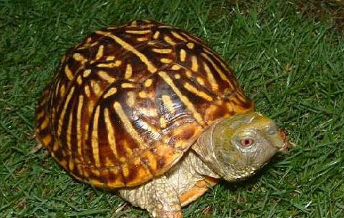 水陆两栖龟选什么龟,水陆两栖龟陆龟怎么区别