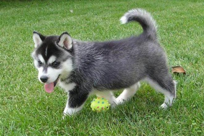 只有富人才能买的狗,只有土豪才养得起的狗