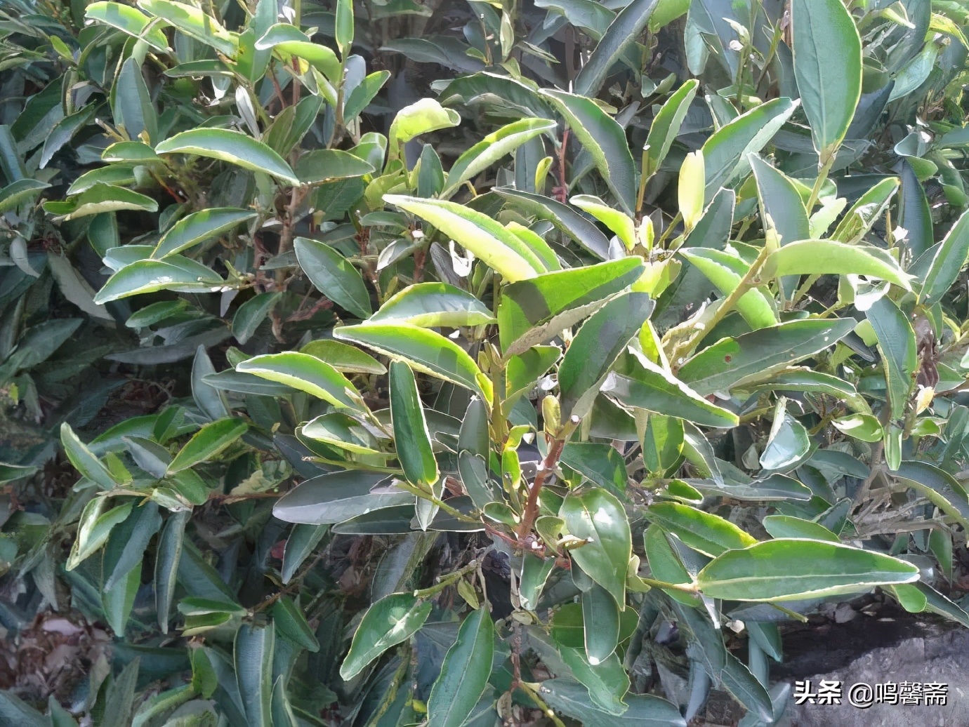 鸭屎香和大乌叶哪个好喝,大乌叶和鸭屎香是同一种茶吗