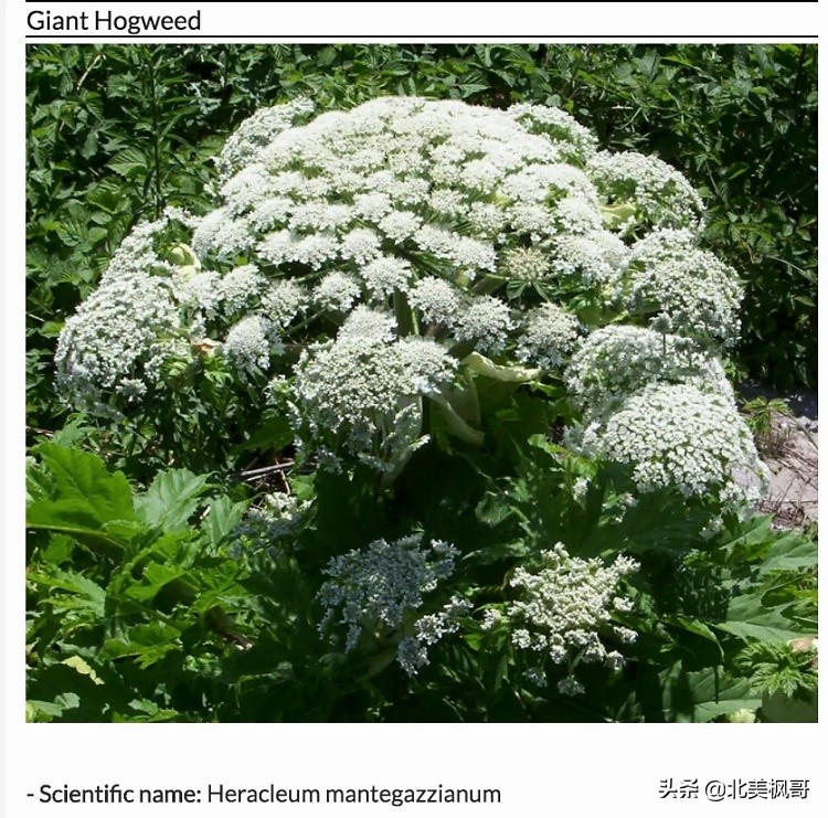 在加拿大最危险的五件事情,加拿大有什么危险动物或昆虫