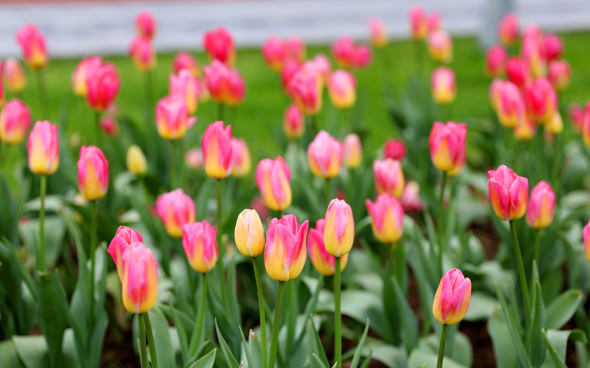宁波现在哪里可以看郁金香,宁波郁金香在什么地方