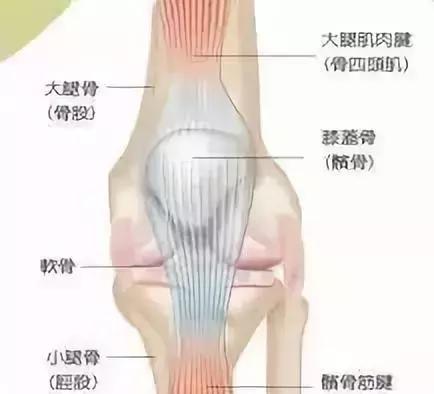 如何彻底根治膝盖病,膝盖最快的恢复法