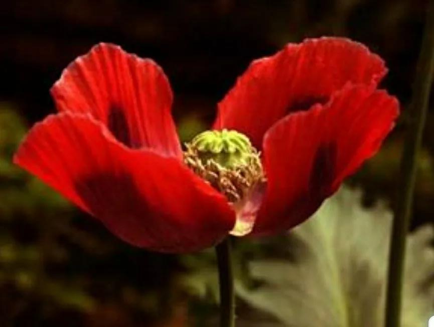 奇葩造型花：头上长草，心中有鬼，白月光。白天不开你非要晚上开