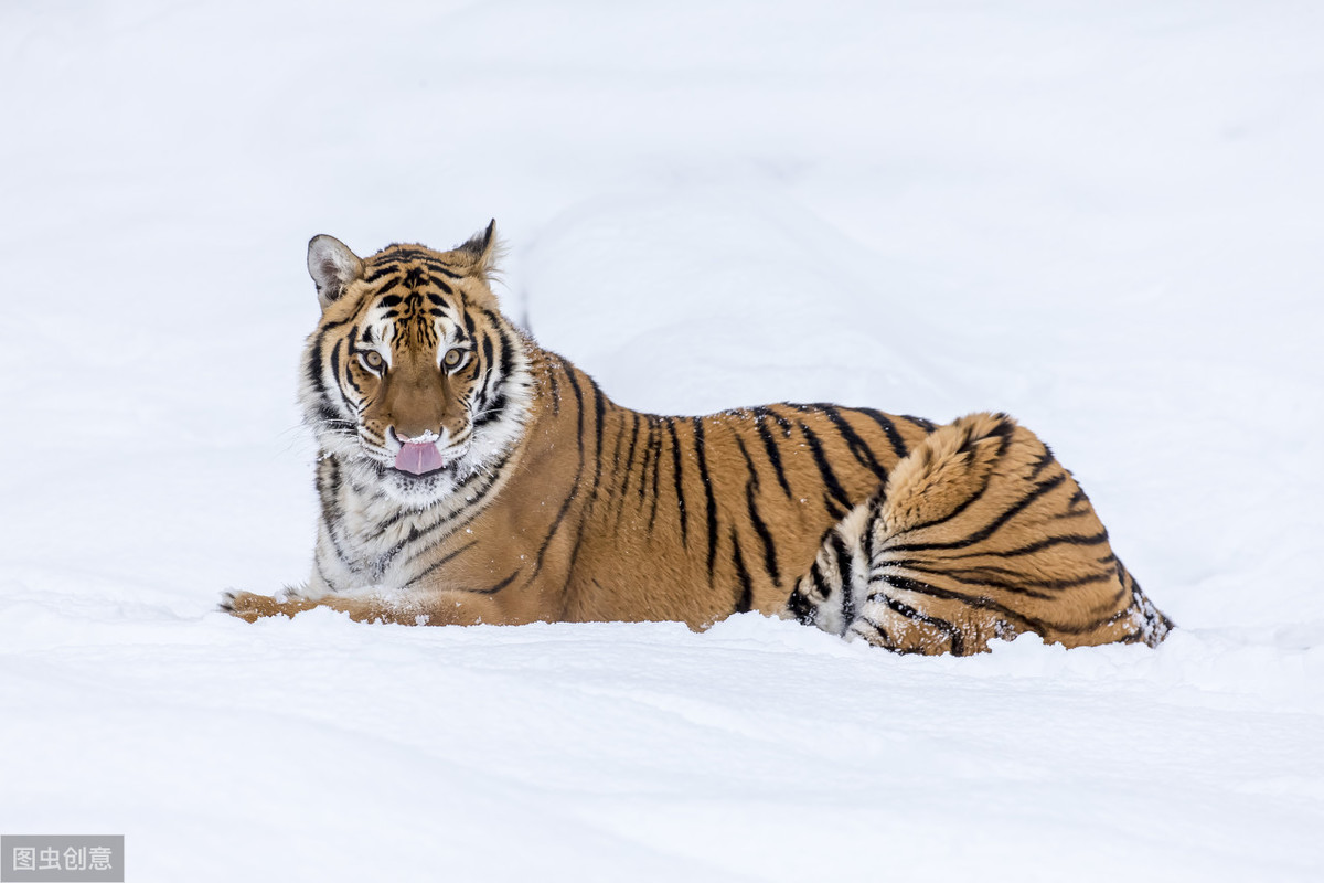 社群营销策划社群运营三大要素,社群营销及社群运营课程